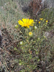 Grindelia stricta angustifolia