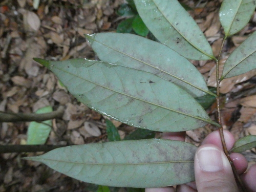 Gymnacranthera farquhariana observed 2019-09-24