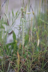 Plantago patagonica