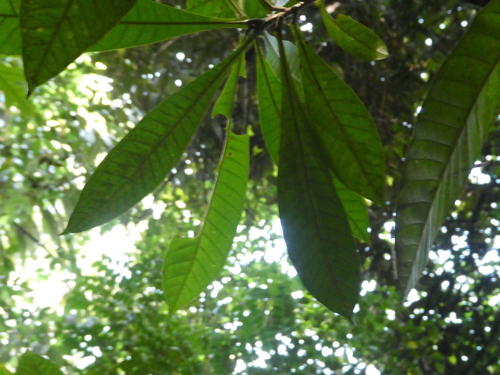 Campnosperma squamatum