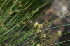 Carex setifolia