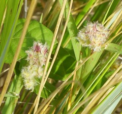 Cenchrus tribuloides