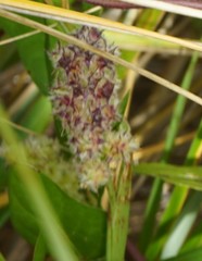 Cenchrus tribuloides