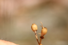 Silene stellata
