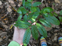 Uncaria lanosa