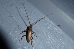 Eburida quadriguttata