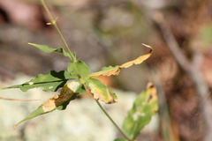 Silene stellata