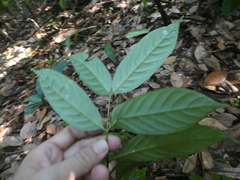 Uncaria lanosa