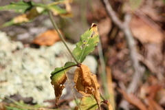 Silene stellata