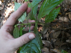 Uncaria lanosa