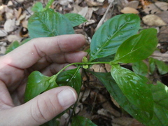 Uncaria lanosa
