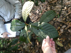 Beilschmiedia madang