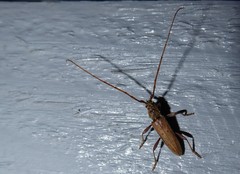 Eburida quadriguttata