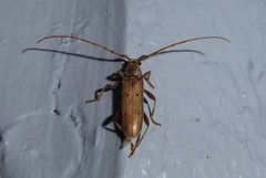 Eburida quadriguttata