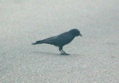 Corvus imparatus