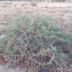 Senecio subulatus erectus
