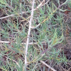 Senecio subulatus erectus
