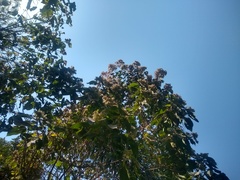 Heliocarpus americanus
