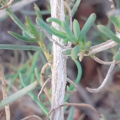 Senecio subulatus erectus