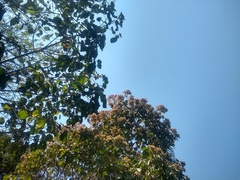 Heliocarpus americanus