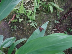 Cyanopepla fastuosa