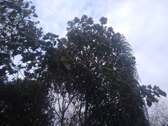 Heliocarpus americanus