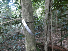 Baccaurea parviflora