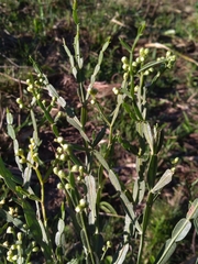 Baccharis articulata