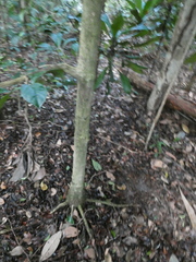 Baccaurea parviflora