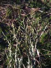 Baccharis articulata