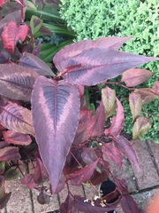 Persicaria microcephala