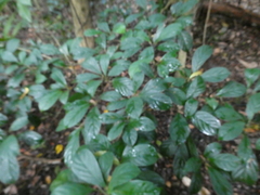 Baccaurea parviflora