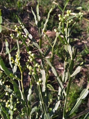 Baccharis articulata