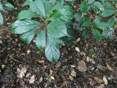 Baccaurea parviflora