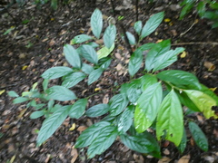 Diospyros lancifolia