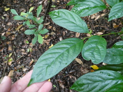 Diospyros lancifolia