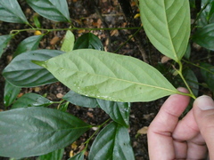 Diospyros lancifolia