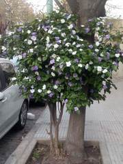 Brunfelsia australis