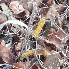 Prosopis strombulifera