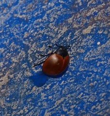 Aegithus clavicornis