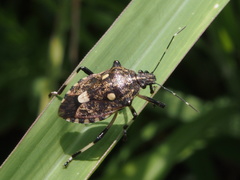 Dalpada oculata