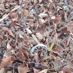 Prosopis strombulifera