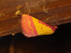 Phytometra rhodarialis