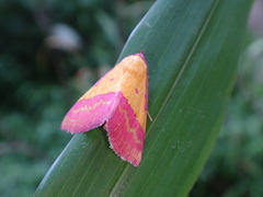 Phytometra rhodarialis