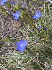 Orthrosanthus multiflorus