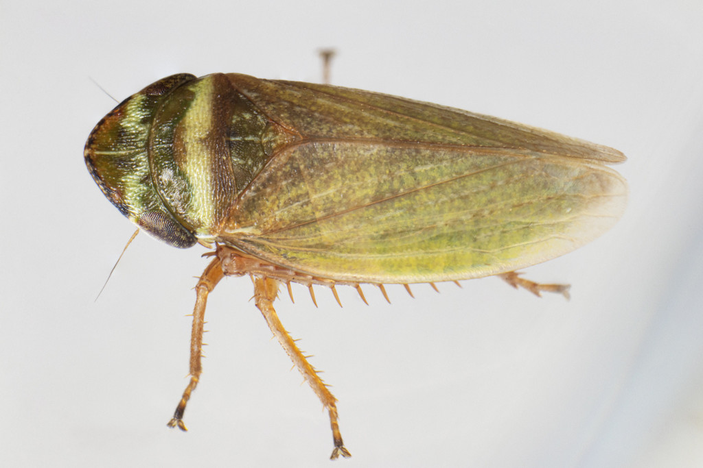 Aphrodes