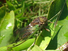Neotibicen tibicen tibicen