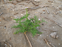 Cakile maritima euxina