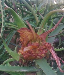 Aceria aloinis