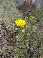 Grindelia stricta angustifolia